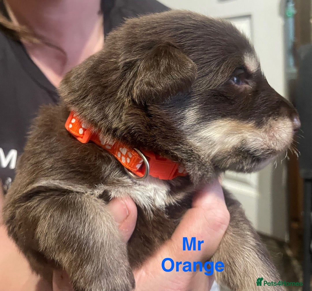 German Shepherd dogs for sale: Straight-topline German Shepherd puppies - Image 6