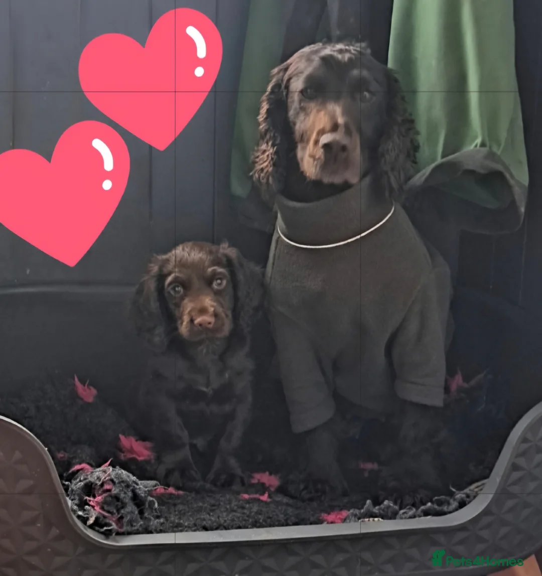 Cocker Spaniel dogs for sale: Quality working cocker puppies  - Advert 1