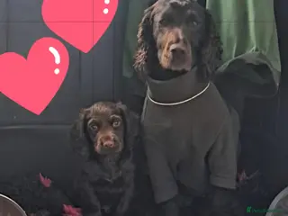 Cocker Spaniel dogs Quality working cocker puppies - Advert 6