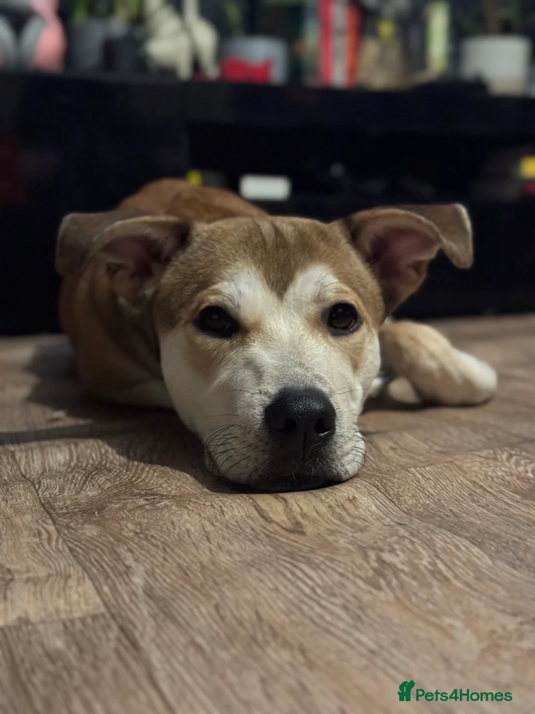 Mixed Breed dogs for sale: Japanese Akita X staffy - Advert 4