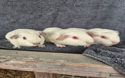 Guinea Pig rodents for sale: Guinea Piggies looking for new homes - Image 4