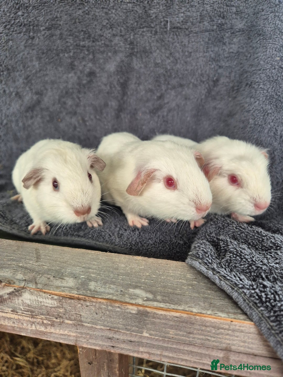 Guinea Pig rodents for sale: Guinea Piggies looking for new homes - Image 4