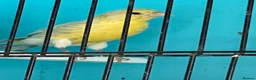 Canaries birds for sale: Young canaries  - Advert 15