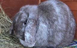 Mini Lop rabbits for sale: Two Beautiful Mini Lop Rabbits  - Advert 3