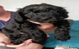 Cockapoo dogs for sale: **Last** Male Cockapoo Puppies avaliable 8th Oct  - Image 7