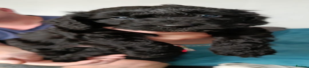 Cockapoo Puppy 4
