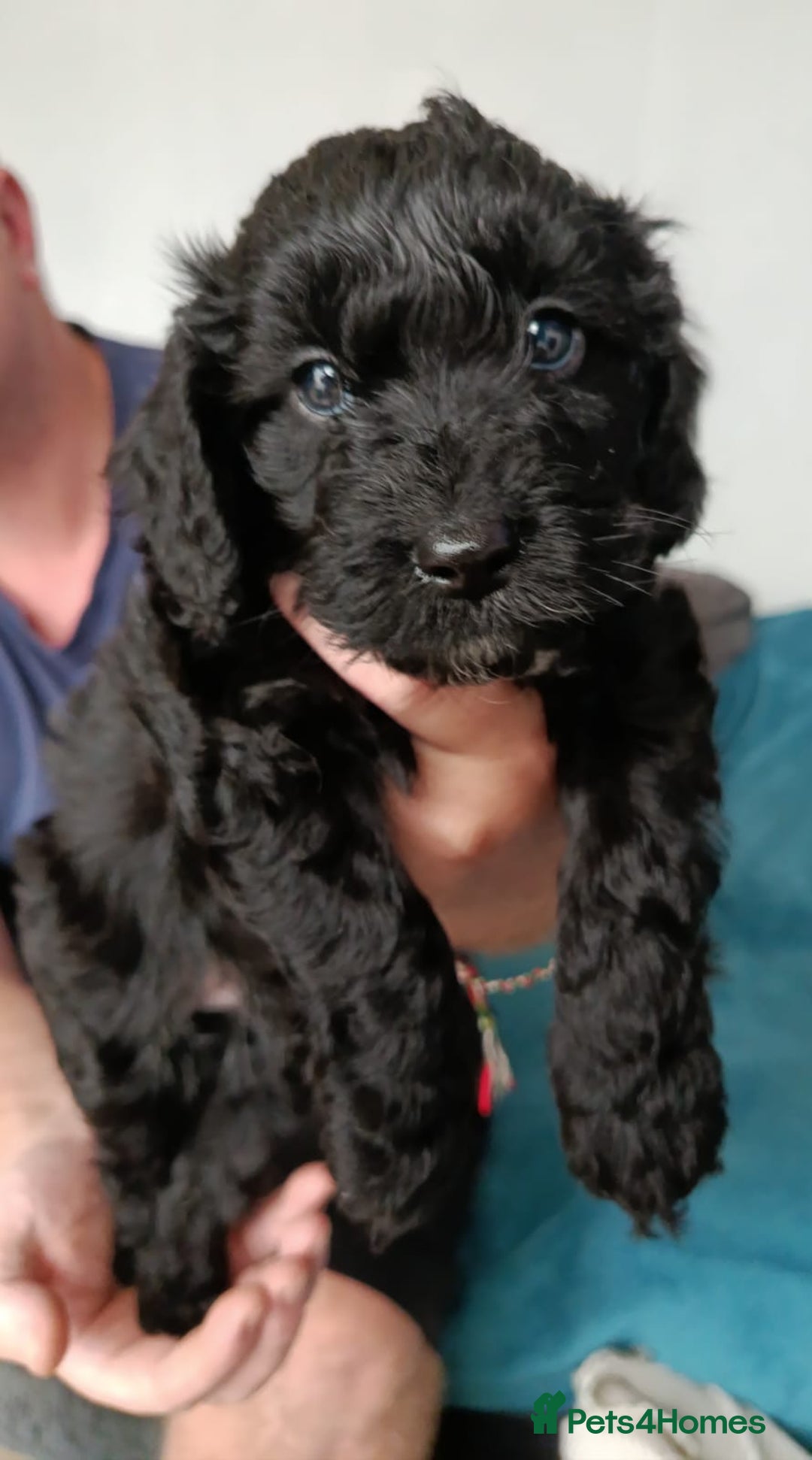 Cockapoo dogs for sale: **Last** Male Cockapoo Puppies avaliable 8th Oct  - Image 7