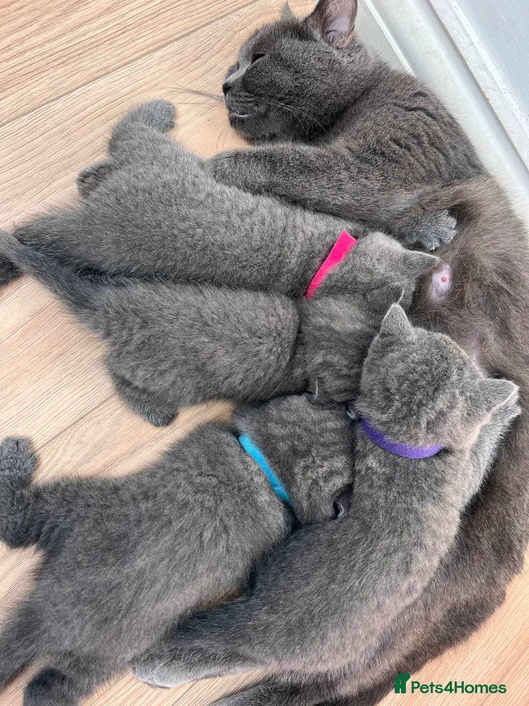 British Shorthair cats for sale: British Shorthair Kittens - Advert 2