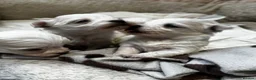 Maltese dogs for sale: Maltese Puppies - Advert 19