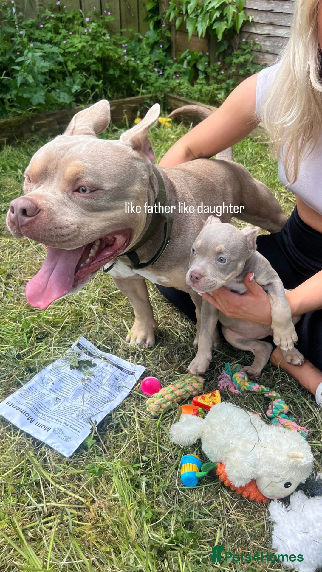 American Bully dogs for stud: 🐾BUGZY ABKC/PEDIGREE/PROVEN STUD🐾 in Pontefract - Advert 2