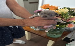 Chihuahua dogs for sale: Beautiful chihuahua pups! Long and short haired!! - Image 12