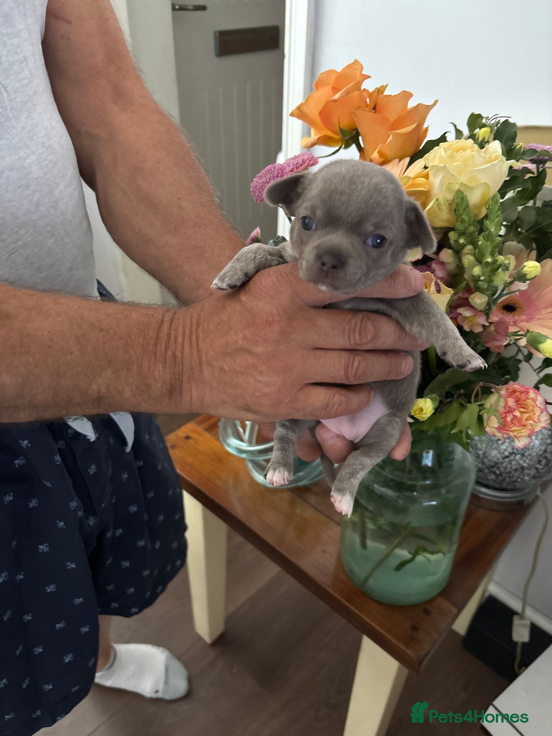 Chihuahua dogs for sale: Beautiful chihuahua pups! Long and short haired!! - Image 12