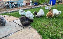 Chickens poultry for sale: Silkie Chicks for sale - Image 3