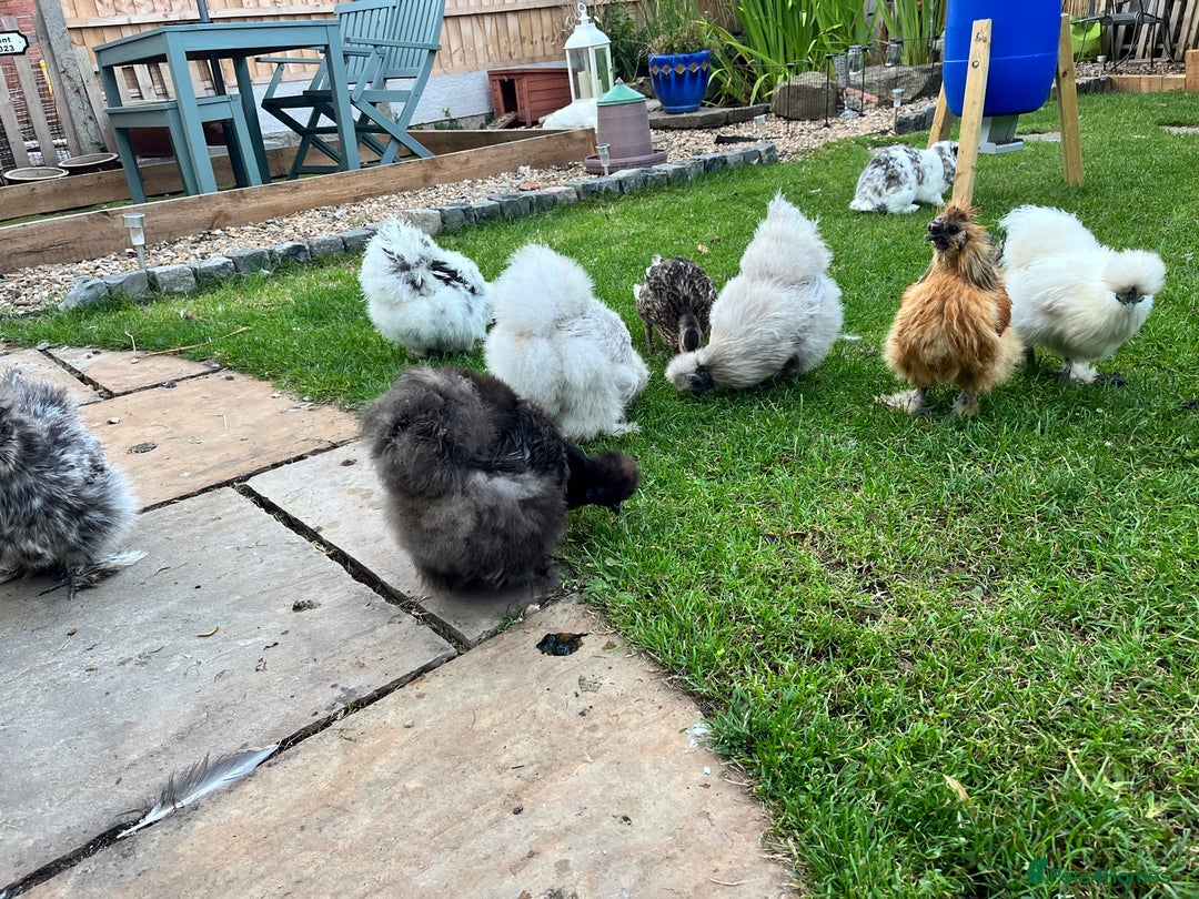 Chickens poultry for sale: Silkie Chicks for sale - Image 3