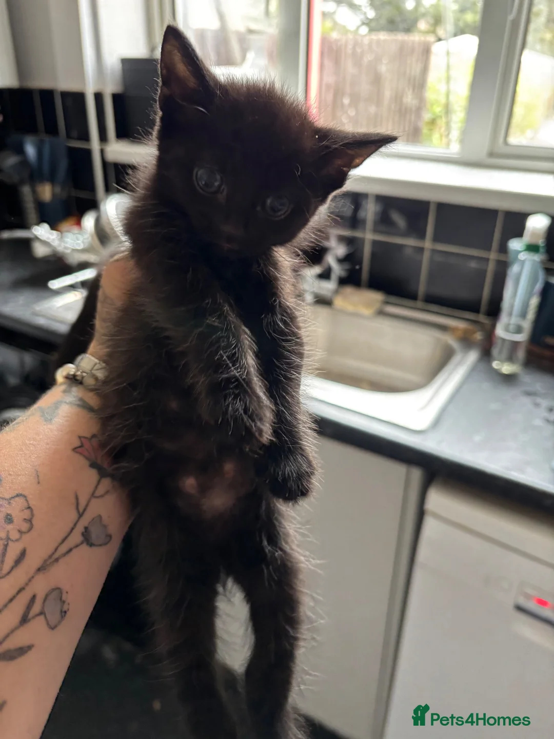 Mixed Breed cats for sale: Free to good home - Advert 1