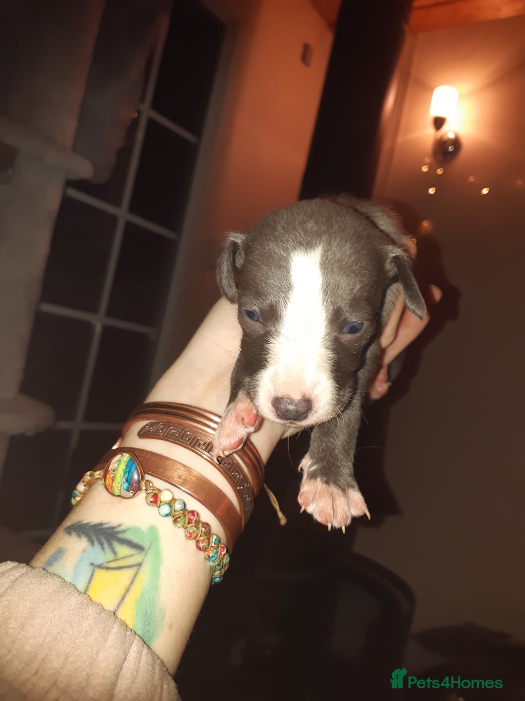 Whippet dogs for sale: Whippet Puppies - Advert 7