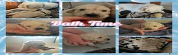 Golden Retriever dogs for sale: 8 stunning kc registered golden retriever puppies  - Advert 15