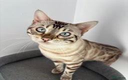 Bengal cats for sale: ❄️Pure Gorgeous Snow Minx❄️ - Advert 5