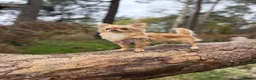 Chihuahua dogs for sale: Tiny Long Haired Chihuahua puppies  - Advert 1