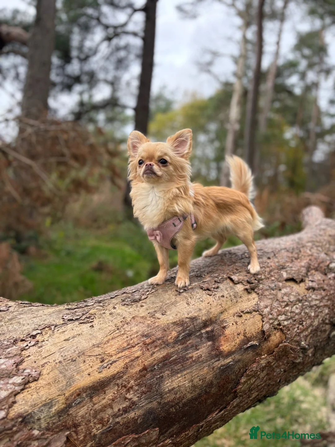 Chihuahua dogs for sale: Tiny Long Haired Chihuahua puppies  - Advert 1