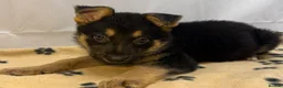 German Shepherd dogs for sale: KC Registered & Health Tested Working Line Puppies - Advert 23