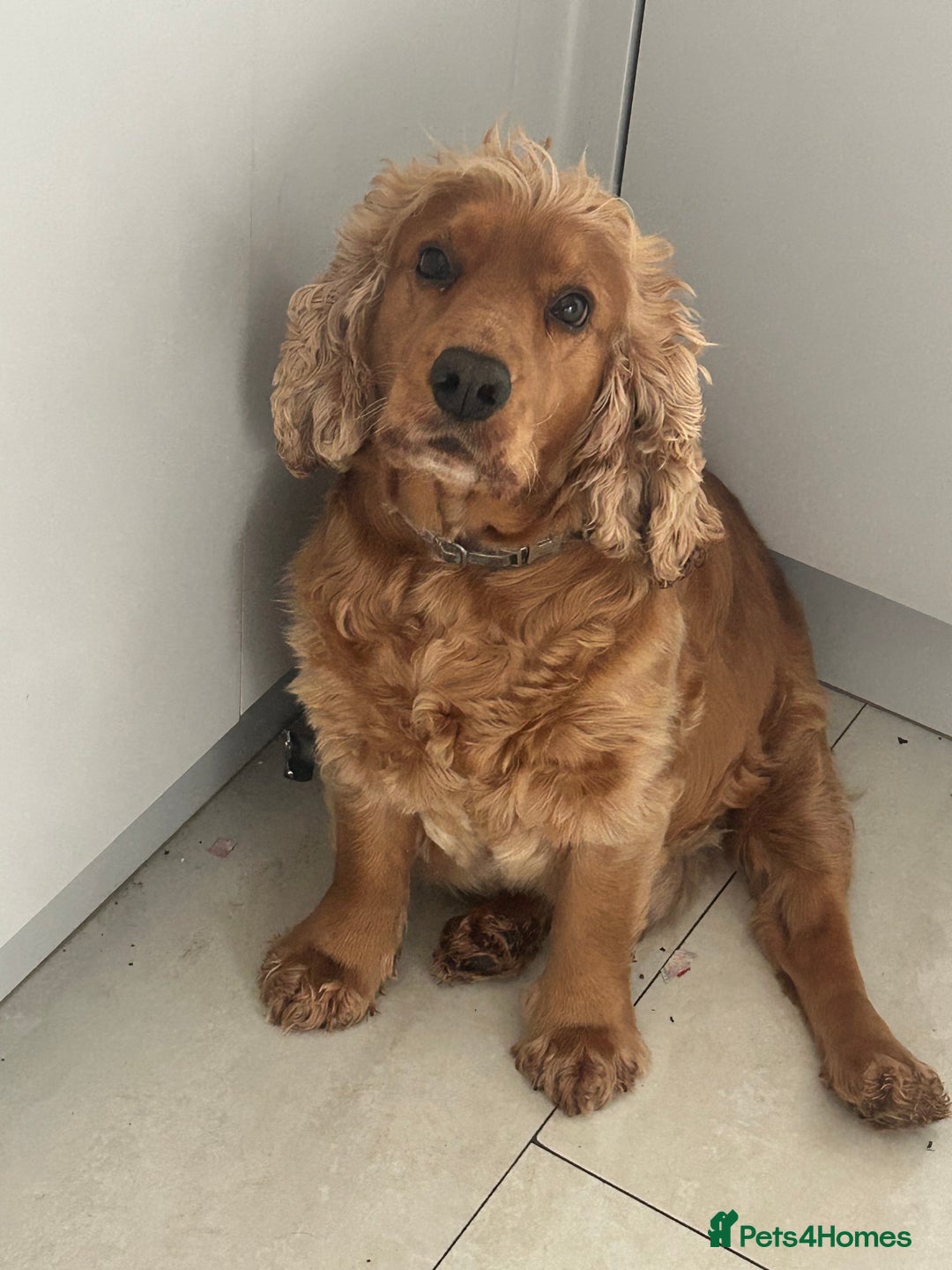 Cockapoo dogs for sale: Stunning cockapoo pups - ready now!  - Advert 9