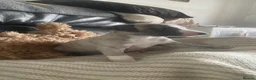 Whippet dogs for sale: NEW KIDS ON THE BLOCK /STUNNING  RKC LITTER  - Advert 18