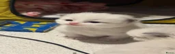 Ragdoll cats for sale: Exceptional Ragdolls Ready to Reserve  - Advert 1