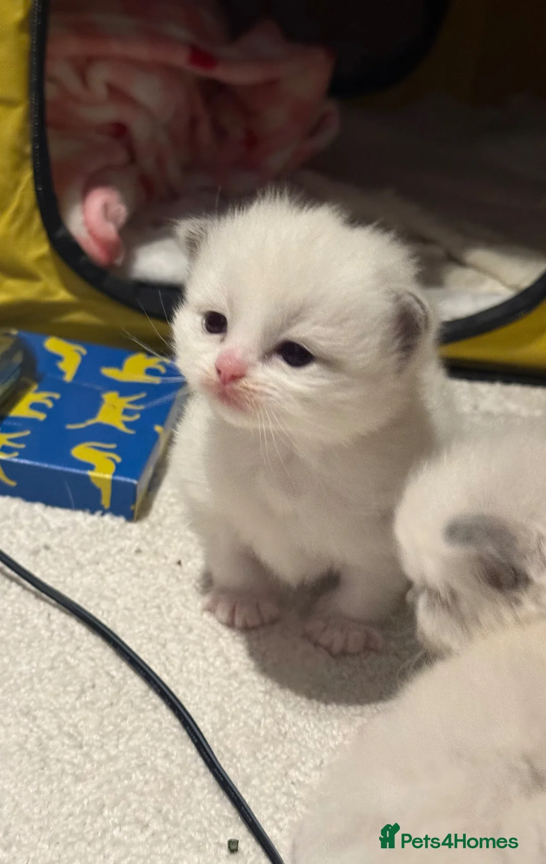 Ragdoll cats for sale: Exceptional Ragdolls Ready to Reserve  - Advert 1