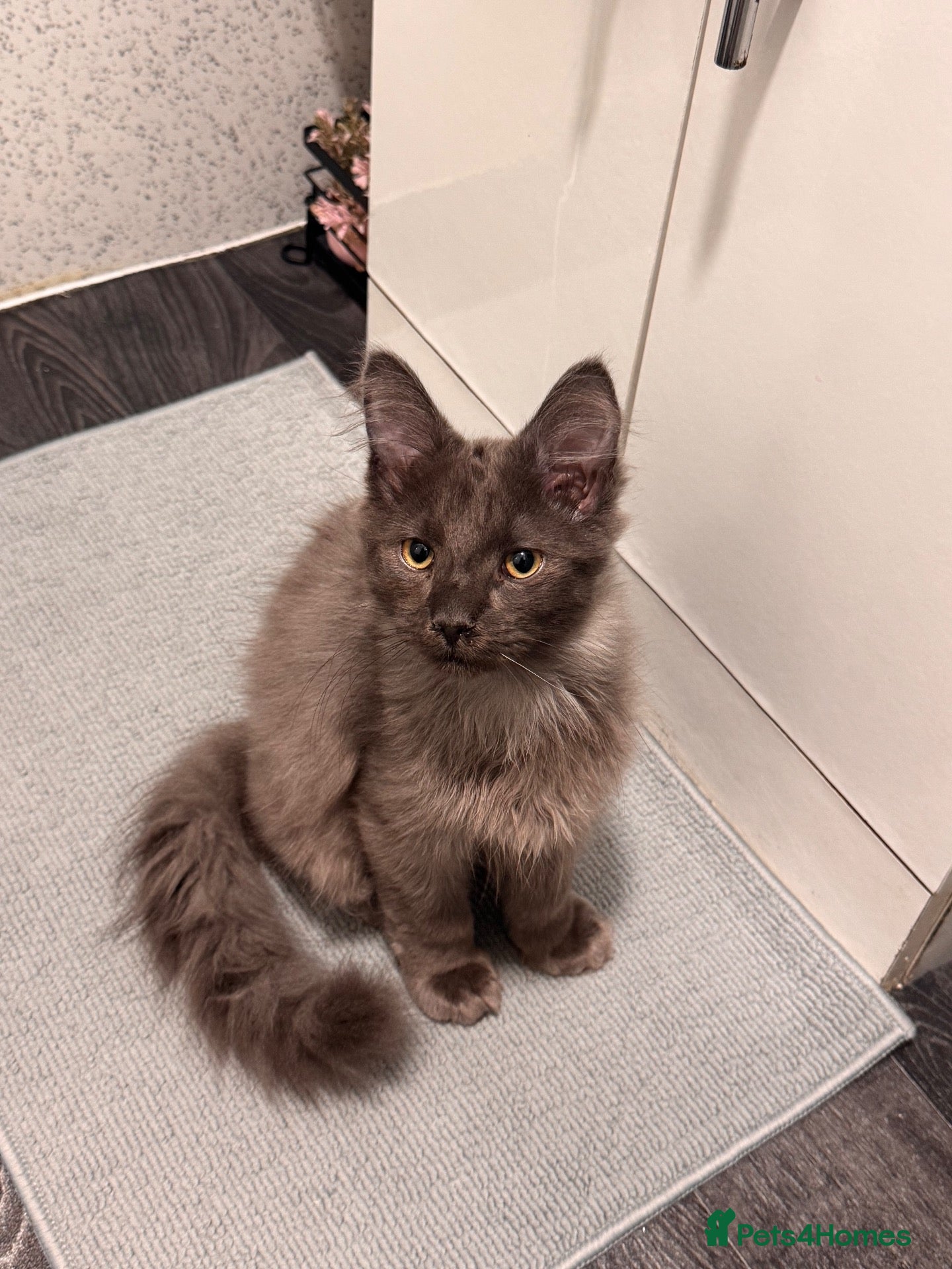 Mixed Breed cats part Maincoon/ragdoll - Advert 1