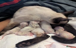 Siamese cats for sale: Your Heart Will Melt! Amazing Siamese Kittens! - Image 16