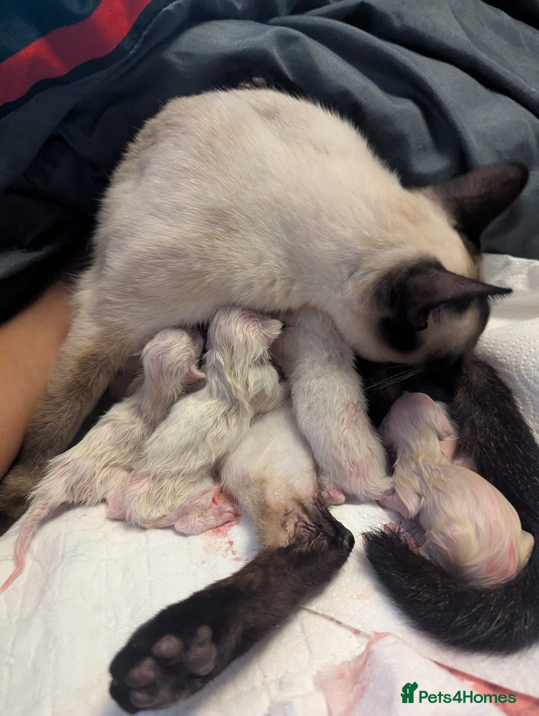 Siamese cats for sale: Your Heart Will Melt! Amazing Siamese Kittens! - Image 16