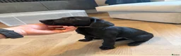 Labrador Retriever dogs for sale: Kc working Labrador retrievers  - Advert 16
