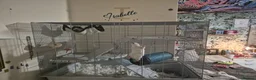 Rat rodents for sale: 2 female rats (reserved)  - Advert 3
