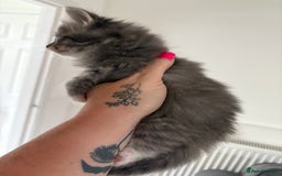 Domestic Shorthair cats for sale: 2 princes an 2 princess kittens  - Image 3