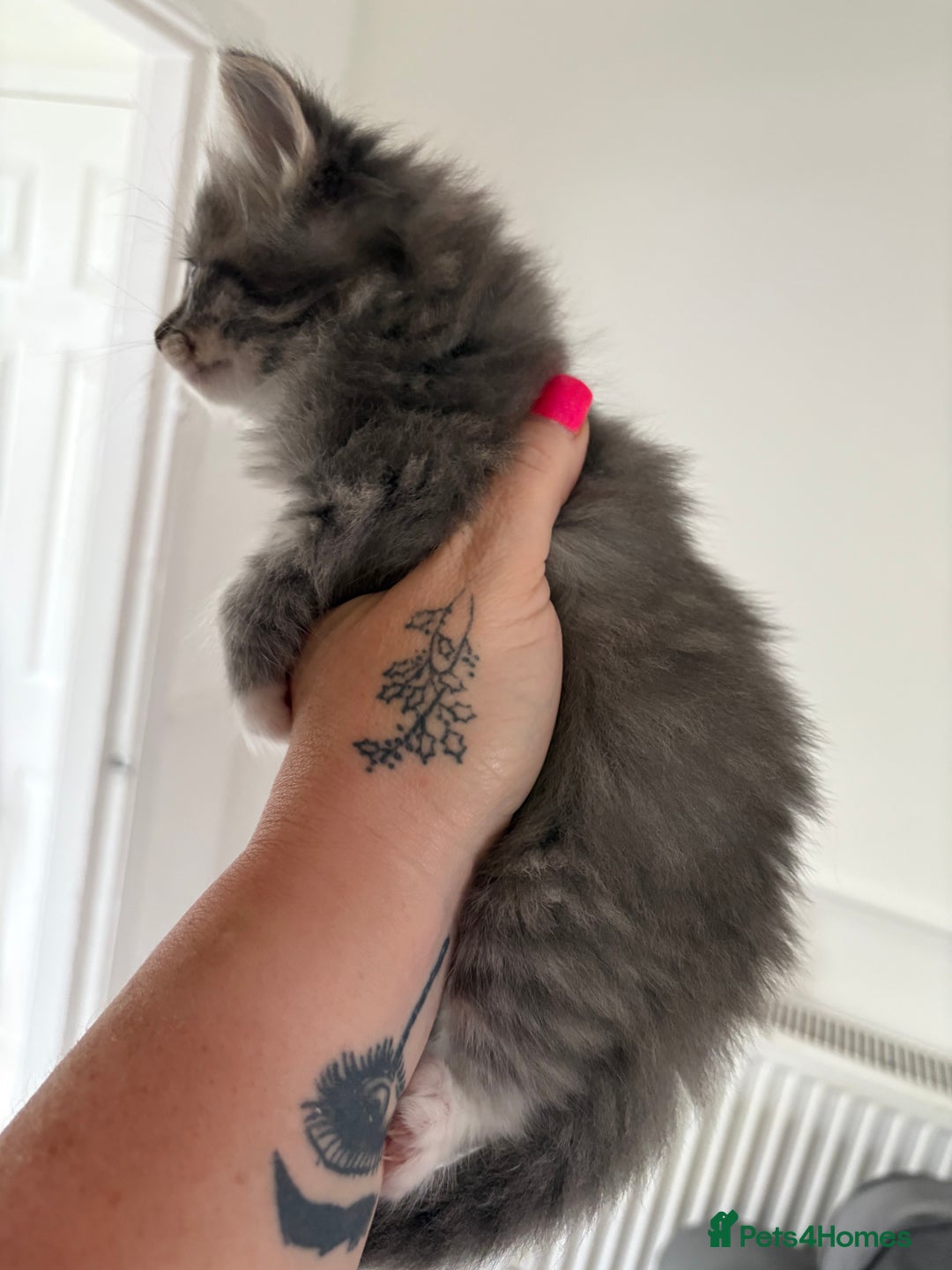 Domestic Shorthair cats for sale: 2 princes an 2 princess kittens  - Image 3