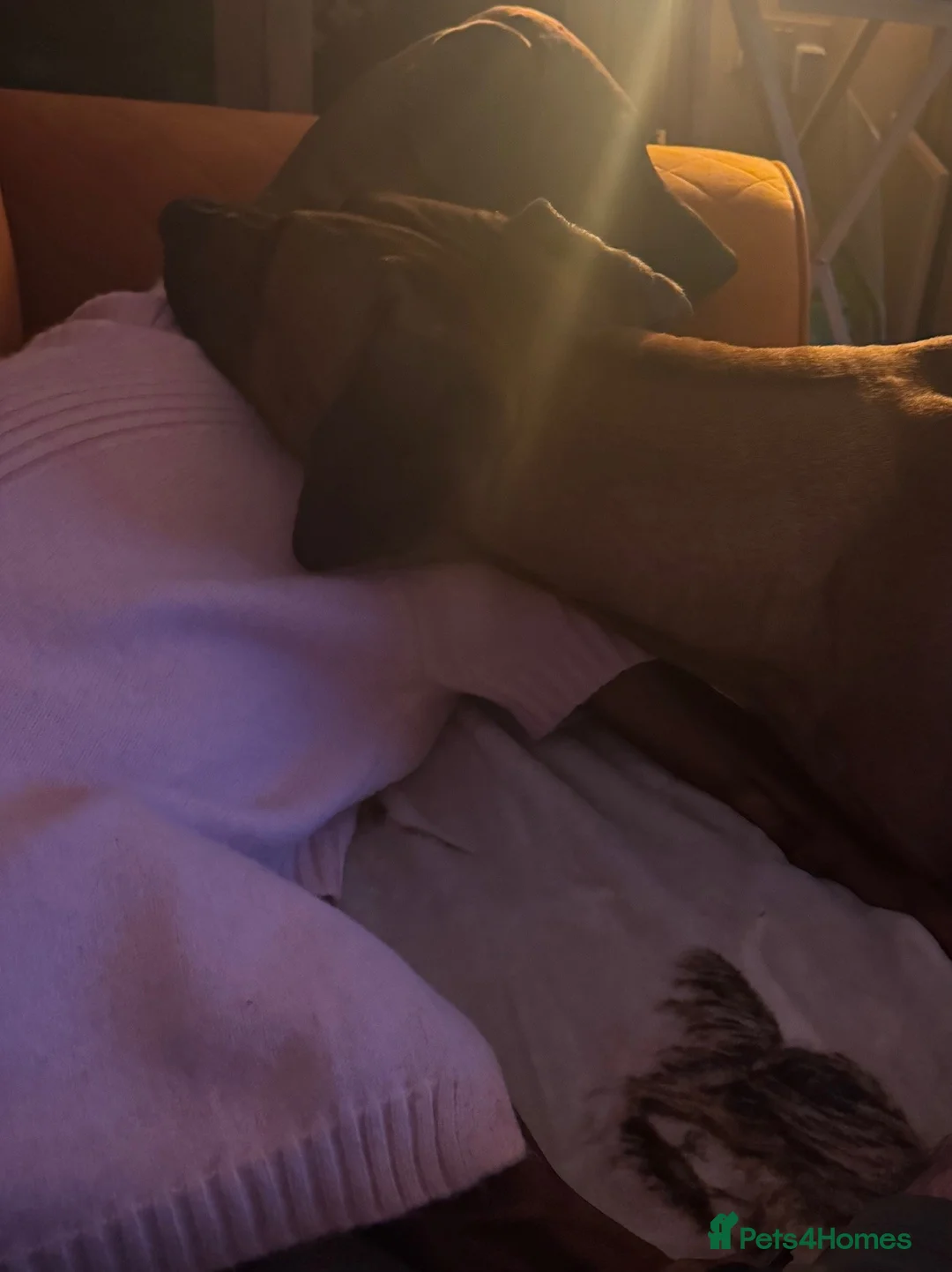 Rhodesian Ridgeback dogs for sale: Rhodesian Ridgeback litter - Advert 1