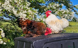 Chickens poultry for sale: ** Stunning friendly Pekin Cockerals available **  - Image 26