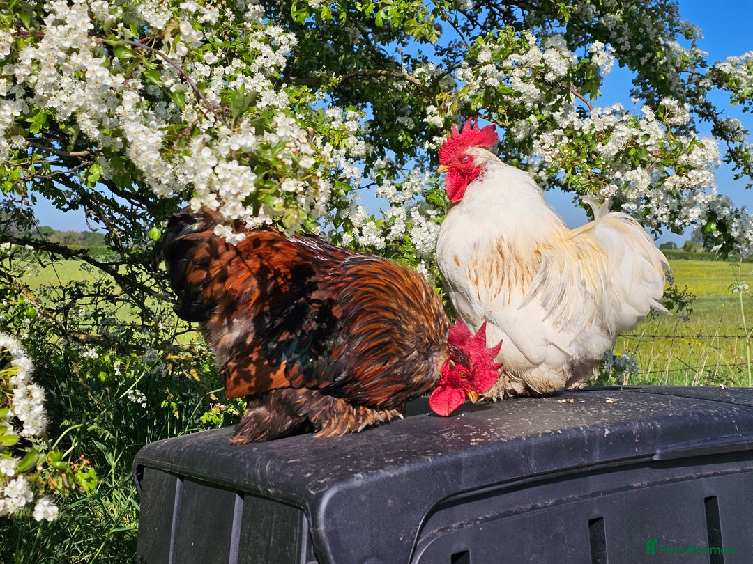 Chickens poultry for sale: ** Stunning friendly Pekin Cockerals available **  - Image 26