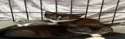 Mixed Breed cats for sale: Kittens for sale  - Advert 13