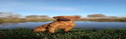 Labrador Retriever dogs for sale: KC registered Fox Red Labrador Puppies in Whitchurch - Advert 16