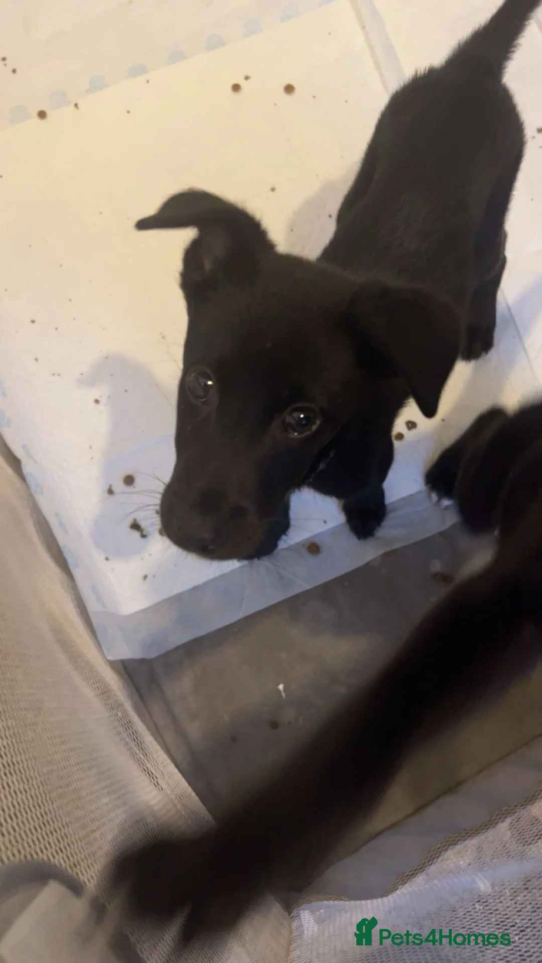 Mixed Breed dogs for sale: LABSKY PUPS !!READY NOW!! - Advert 2