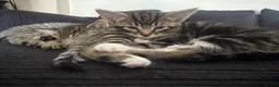 Mixed Breed cats for sale: 5 beautiful tabby kittens  - Advert 8