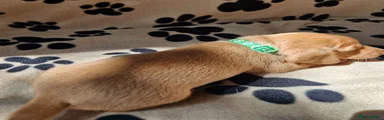 Miniature Dachshund 2