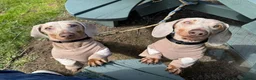 Miniature Dachshund dogs for sale: KC reg Isabella & Tan mini dachshund boy in Darlington - Advert 2