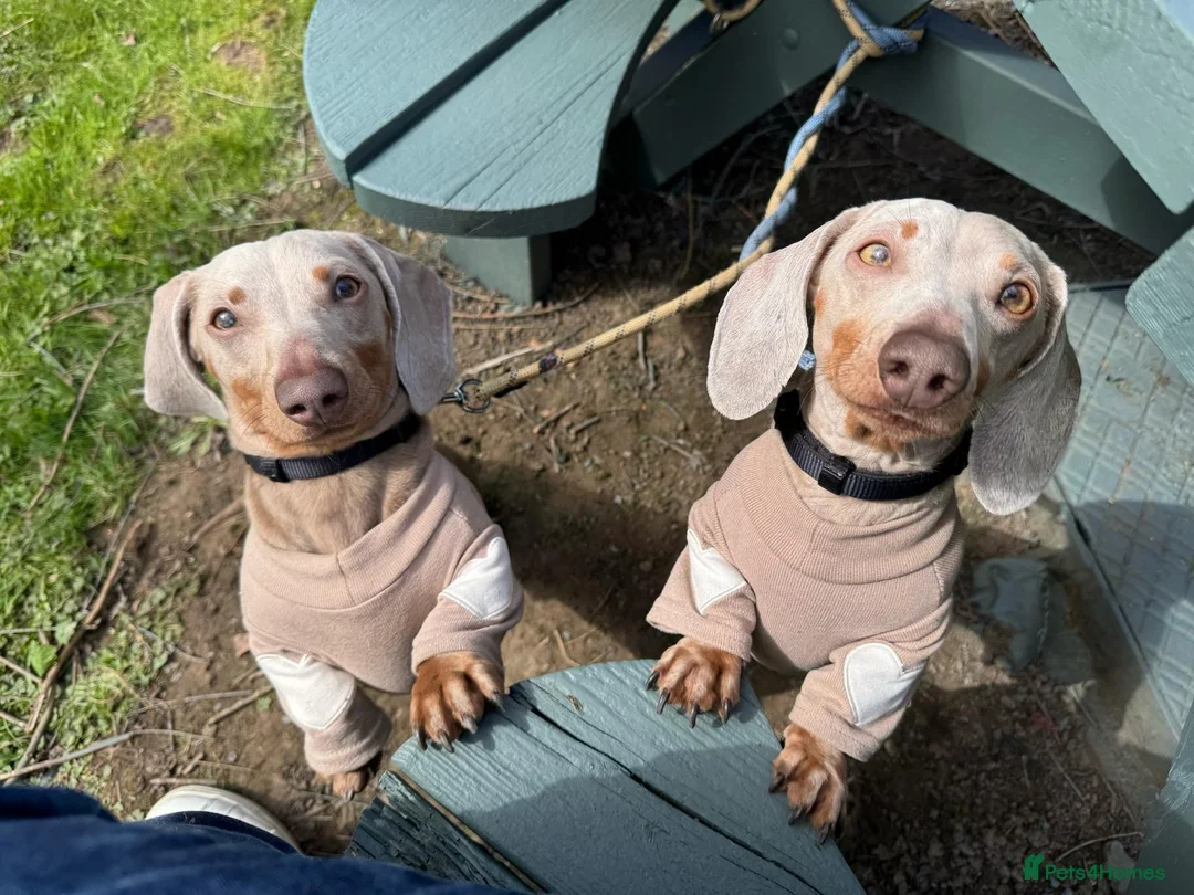 Miniature Dachshund dogs for sale: KC reg Isabella & Tan mini dachshund boy in Darlington - Advert 2