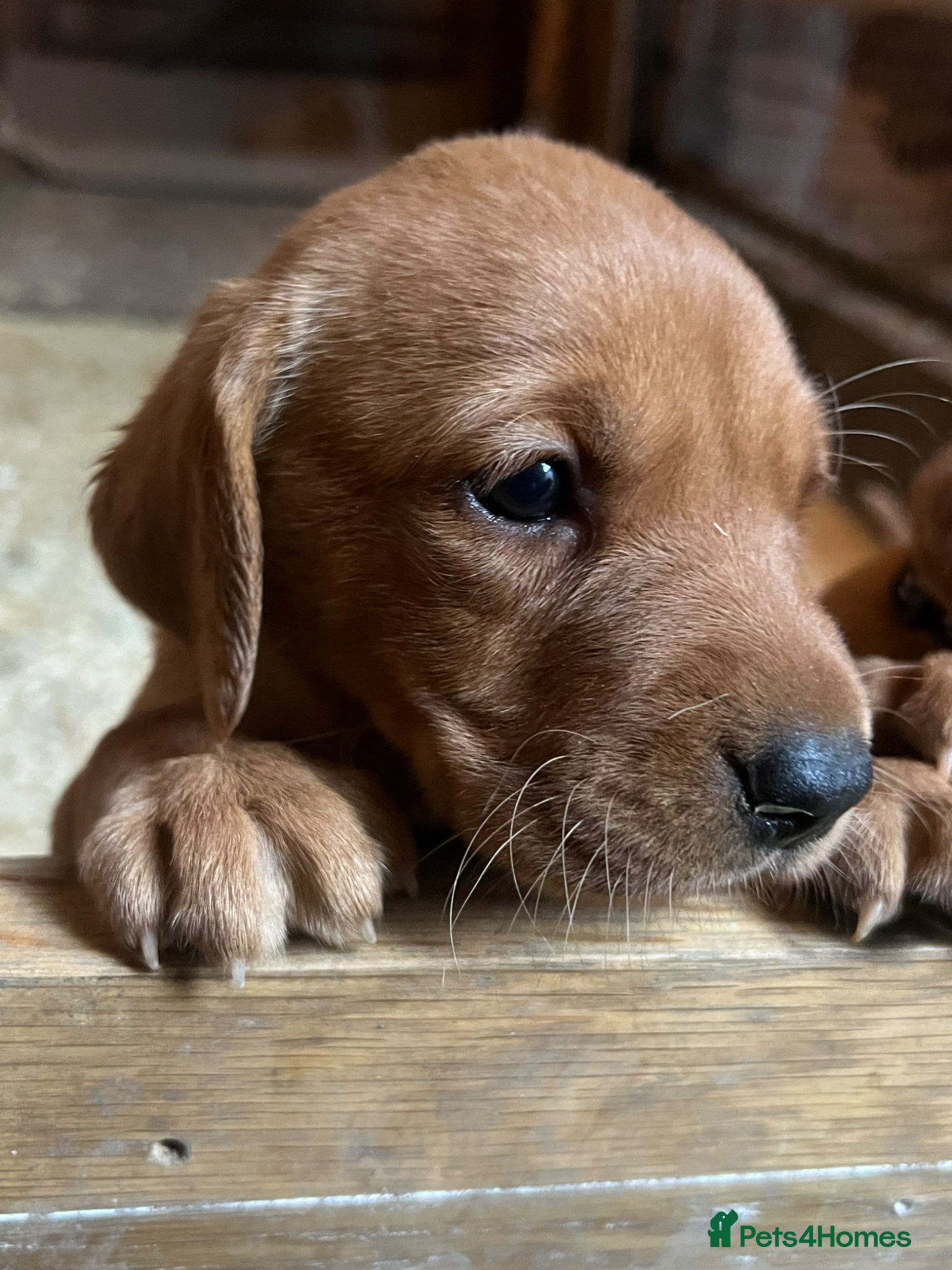Labrador Retriever dogs Stunning Fox Red Labrador pups for sale - Advert 13