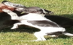 Italian Greyhound dogs for sale: Italian greyhound  - Image 6