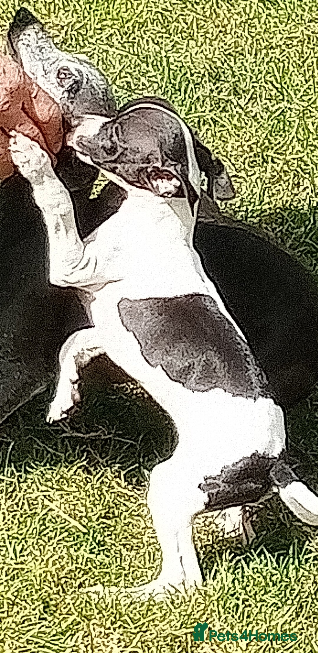 Italian Greyhound dogs for sale: Italian greyhound  - Image 6