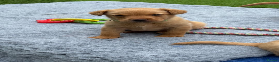 Labrador Retriever Puppy 4